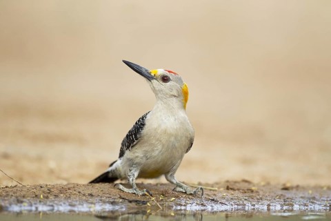 Golden-fronted Woodpecker (Melanerpes aurifrons)