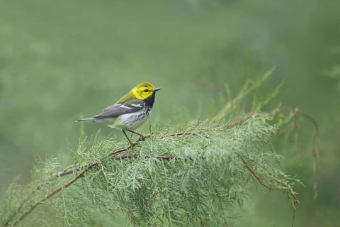 Black-throated Green Warbler (Dendroica virens)