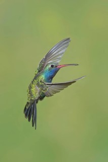 Broad-billed Hummingbird (Cynanthus latirostris)