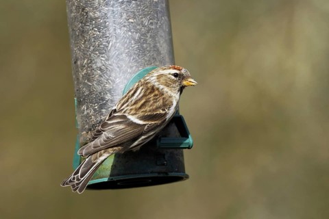 Lesser Redpoll (Carduelis cabaret)