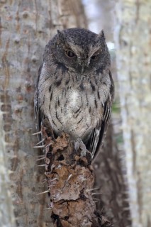 Malagasy Scops-owl (Otus rutilus)