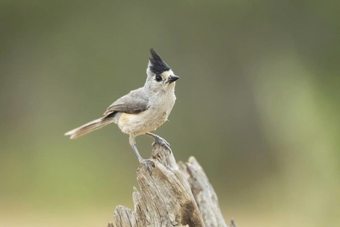 Black-crested Titmouse (Baeolophus atricristatus)