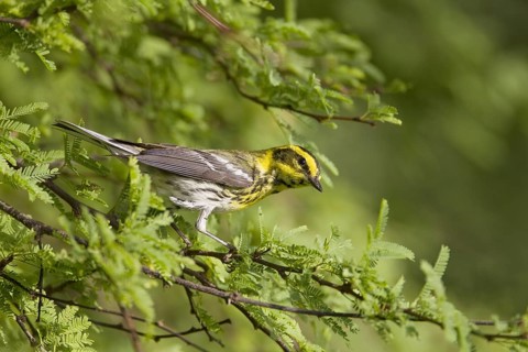 Townsend's Warbler (Dendroica townsendi)