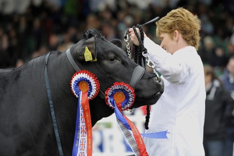 Domestic Cattle
