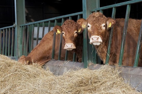 Domestic Cattle
