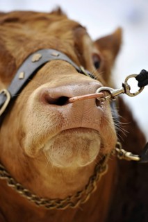 Domestic Cattle