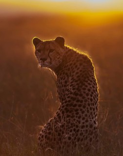 Cheetah (Acinonyx jubatus)