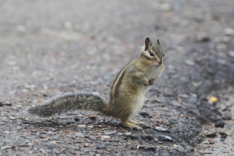 Siberian Chipmunk (Tamias sibiricus)