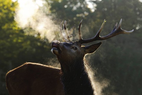 Red Deer (Cervus elaphus) stag