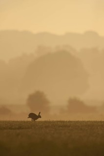 European Hare (Lepus europaeus)