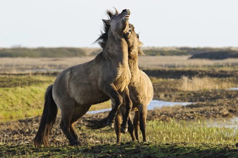 Konik Horse (Equus caballus gemelli)