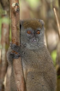 Grey Gentle Lemur (Hapalemur griseus)
