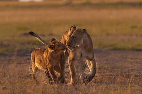 Lion (Panthera leo)
