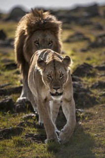 Lion (Panthera leo)