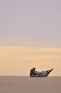 Grey Seal (Halichoerus grypus)