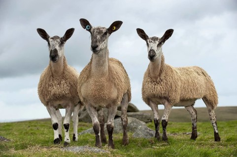 Domestic Sheep