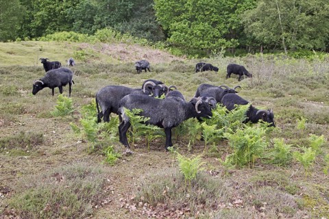Domestic Sheep