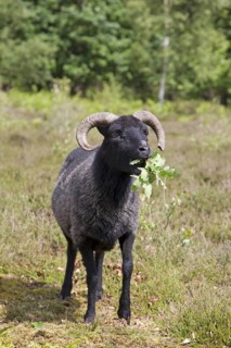 Domestic Sheep