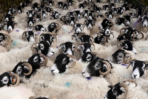 Domestic Sheep