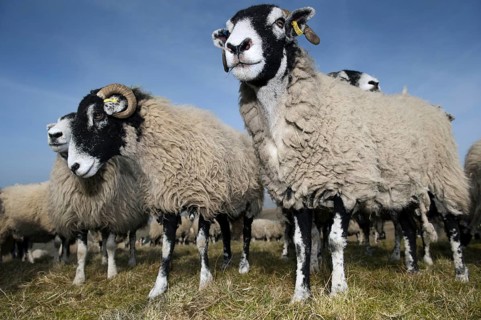 Domestic Sheep