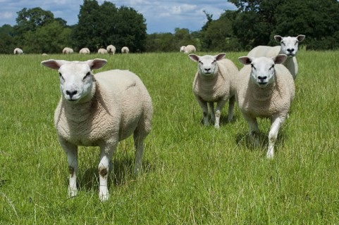 Domestic Sheep