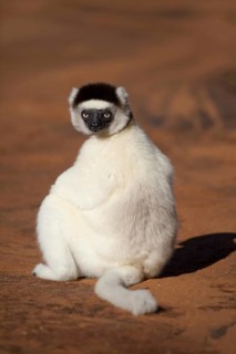 Verreaux's Sifaka (Propithecus verreauxi)