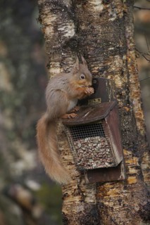 Eurasian Red Squirrel (Sciurus vulgaris)