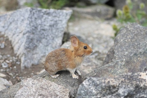 Chinese Red Pika (Ochotona erythrotis)