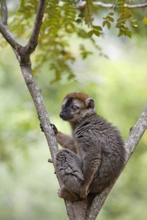 Red-fronted Brown Lemur (Eulemur rufifrons)