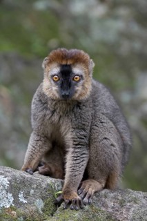 Red-fronted Brown Lemur (Eulemur rufifrons)