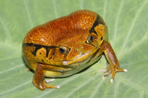 Malagasy Tomato Frog (Dyscophus antongilii)
