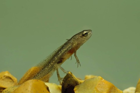 Palmate Newt (Lissotriton helveticus)