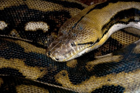 Reticulated Python (Malayopython reticulatus)