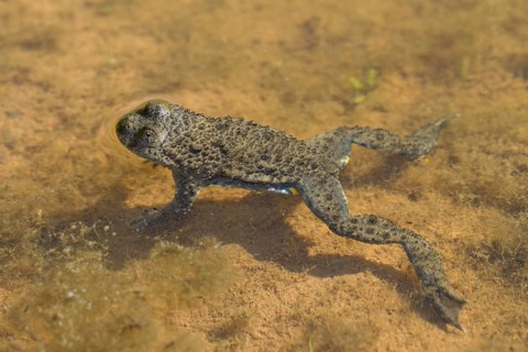 Yellow-bellied Toad (Bombina variegata)