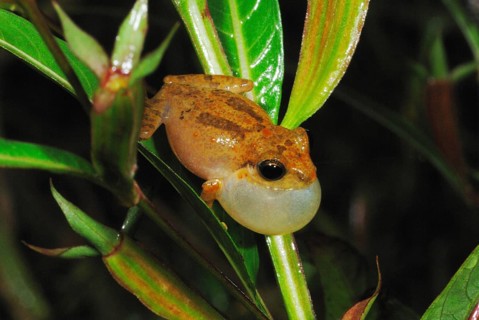 Common Shrub Frog (Philautus popularis)
