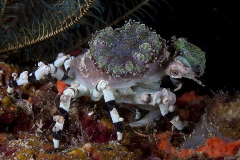 Decorator Crab (Cyclocoeloma tuberculata)