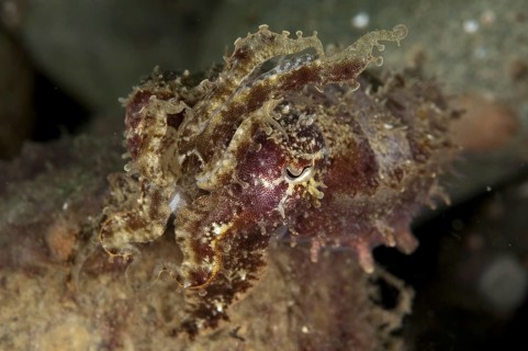 Needle Cuttlefish (Sepia aculeata)