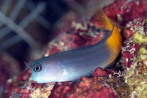 Bicolour Blenny (Ecsenius bicolor)