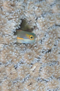 Tailspot Blenny (Ecsenius stigmatura)