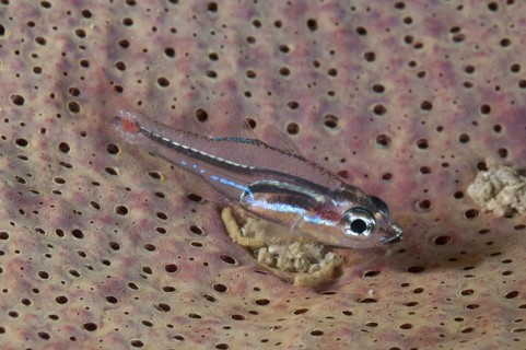 Redspot Cardinalfish (Apogon franssedai)