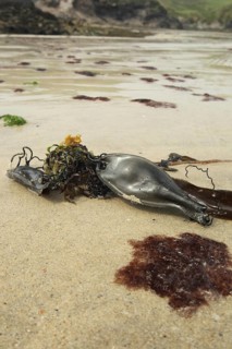 Nursehound (Scyliorhinus stellaris)