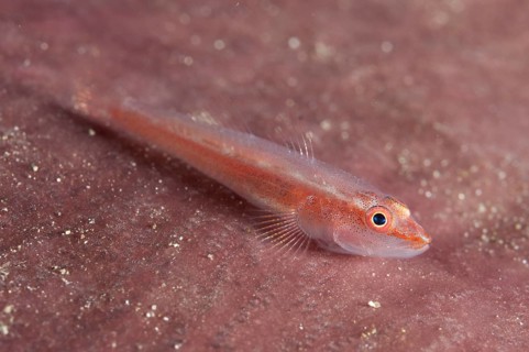 Whipcoral Dwarf Goby (Bryaninops yongei)