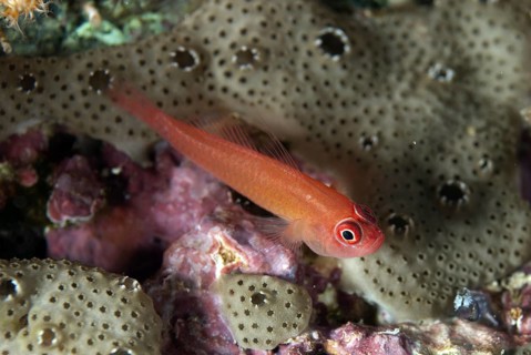 Ringeye Dwarfgoby (Trimma benjamini)