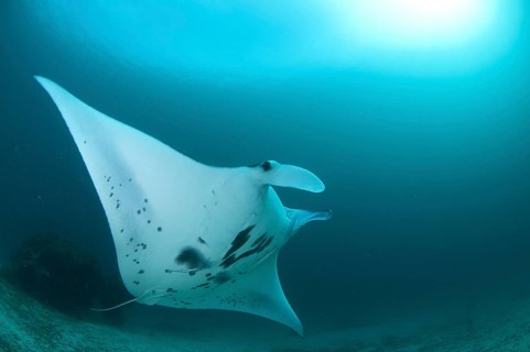 Manta Ray (Manta birostris)