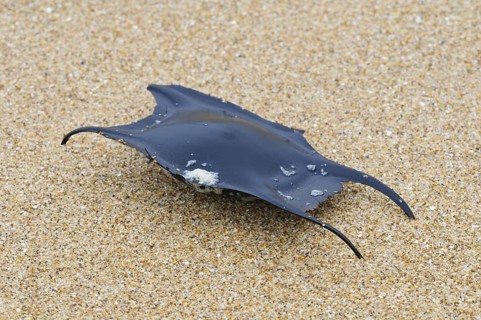 Undulate Ray (Raja undulata)