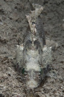 False Scorpionfish (Centrogenys vaigiensis)