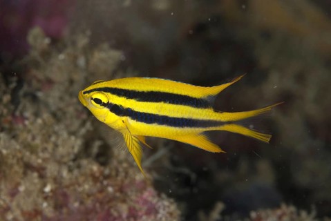 Yellowtail Damsel (Neoglyphidodon nigroris)