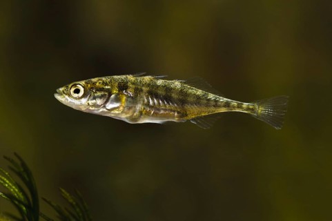 Three-spined Stickleback (Gasterosteus aculeatus)