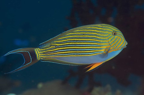 Striped Surgeonfish (Acanthurus lineatus)