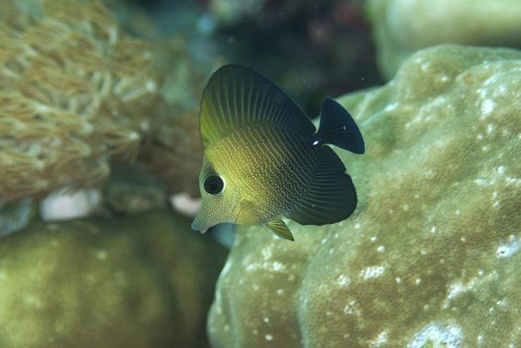 Brushtail Tang (Zebrasoma scopas)